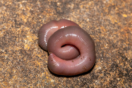 A large stumpy earthworm (Tritogeniidae Family) coiled on a rock in KwaZulu-Natal, South Africa