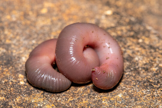A large stumpy earthworm (Tritogeniidae Family) coiled on a rock in KwaZulu-Natal, South Africa