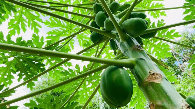 A low-angle view of a papaya tree laden with green unripe fruits, showcasing its large vibrant leaves, sturdy trunk, and dense canopy under a bright sky in a lush tropical garden setting.