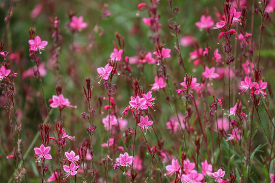 Oenothera lindheimeri (formerly Gaura lindheimeri), commonly known as Lindheimer's beeblossom or whirling butterflies, is a perennial flowering plant.