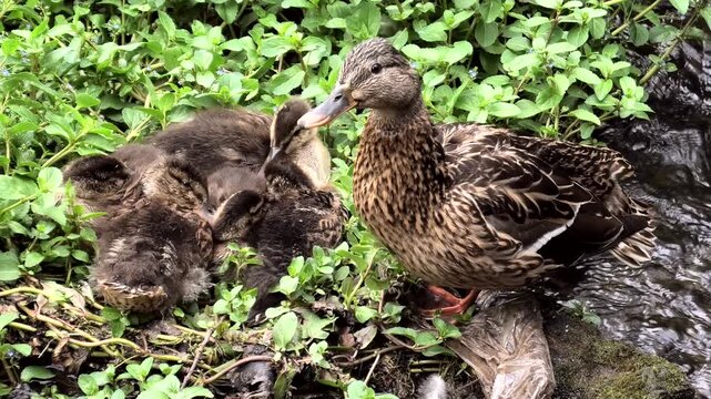 Stockente, Anas platyrhynchos am Nest mit Jungtieren.
Bach mit Wasserpflanzen