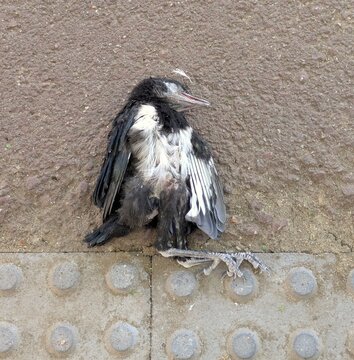 Cad&aacute;ver de una urraca muerta en una calle. P&aacute;jaro muerto en una superficie urbana.