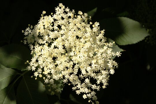 Blooming elderberry in summer