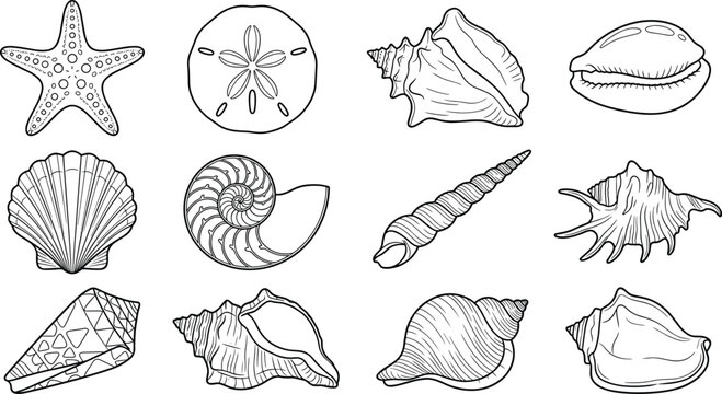 Hand Drawn Sea Shell and Starfish Vector Icon Set Featuring Clean Line Art Illustrations of Nautilus Scallop Sand Dollar and Marine Elements