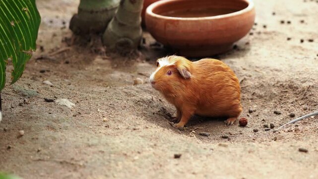 Guinea Pig Grooming Itself While Another Guinea Pig Walks Past in Natural Enclosure