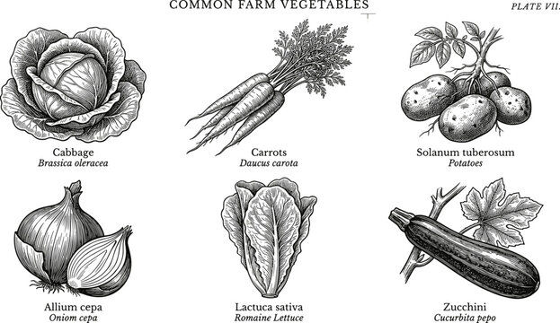 Vintage Botanical Vegetable Illustration Plate Featuring Detailed Hand Drawn Sketches of Cabbage, Carrots, Potatoes, Onion, Romaine Lettuce and Zucchini with Scientific Names