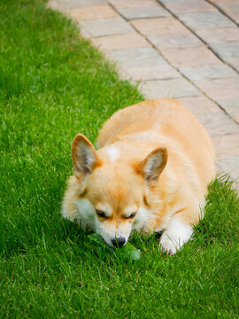 Corgi dog eating a fresh green cucumber on the lawn. Domestic animal playing in the garden. Canine lifestyle, healthy pet snacking concept, outdoor summer activity in the backyard.