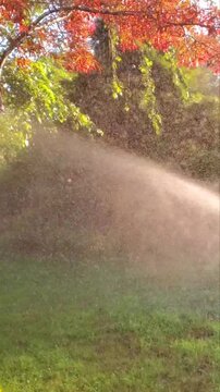Backyard Lawn Sprinkler Spraying Water on Green Grass at Sunset. Real-time footage of an automatic sprinkler watering a vibrant green suburban lawn during golden hour. Backlit fine mist and water drop