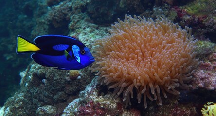Blue Surgeonfish Swimming Near Sea Anemone on Coral Reef © Holo Frame