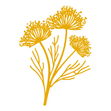 Dill, flat 2D graphic illustration in a modern minimal style, isolated on a white background.