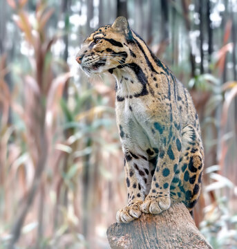 Close up view of a Clouded Leopard (Neofelis nebulosa)