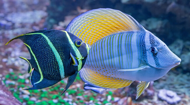 Close-up view of a juvenile French angelfish (Pomacanthus paru) and a Sailfin tang (Zebrasoma veliferum)
