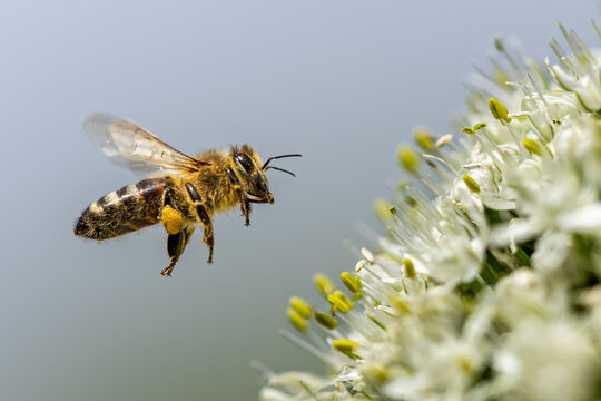 Close-up of a flying heavily loaded honey bee (Apis mellifera) at a flower
