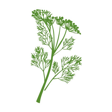Dill, clean flat 2D illustration with a minimal style, isolated on a white background.