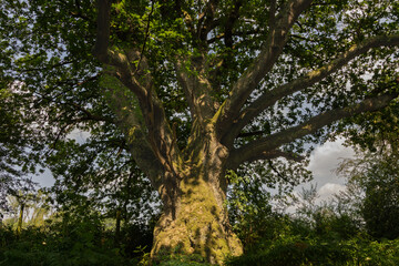 Fototapeta premium Ancient moss covered oak tree viewed from below in summer woodland, Wiltshire, England