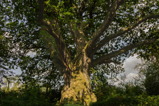 Ancient moss covered oak tree viewed from below in summer woodland, Wiltshire, England