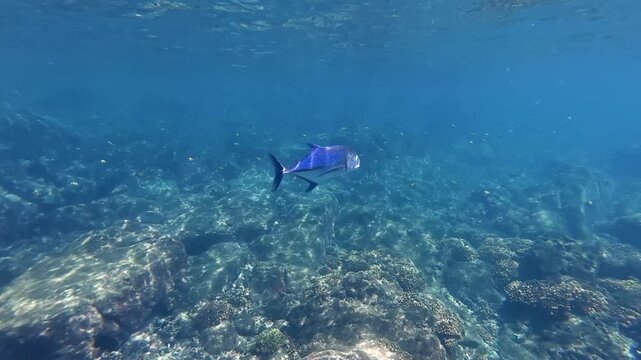 Snorkeler exploring tropical clear waters near wild fish and marine life in the Caribbean