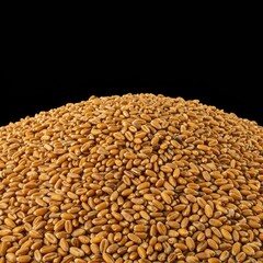 Obraz premium Golden wheat kernels piled high after a successful autumn harvest season, illustrating abundant agricultural output and food production ,bounty ,staple ,season