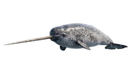 Narwhal swimming through arctic waters, showcasing its distinctive tusk. Marine mammal navigating ocean habitat with unique ivory projection © ATIQULISLAM