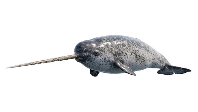Narwhal swimming through arctic waters, showcasing its distinctive tusk. Marine mammal navigating ocean habitat with unique ivory projection