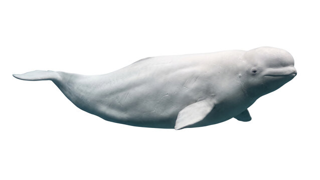White beluga whale swimming profile isolated on transparent background marine mammal side view showing dorsal ridge and pectoral fins for aquatic life and sea animal theme