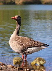Proud greylag goose with her goslings © Bunkwatata91