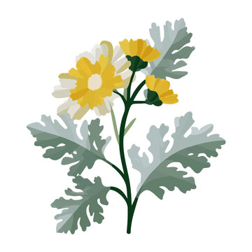 Flat 2D illustration of Dusty Miller Flower, simple modern design, isolated on a white background.