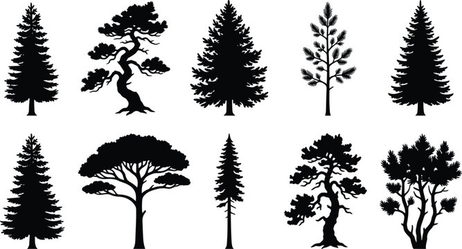 Conifer Tree Silhouette Vector Collection Featuring Pine, Spruce, Cedar and Bonsai Trees Isolated on White Background