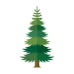 Fototapeta premium Flat 2D illustration of Cedar Tree, clean vector illustration style, isolated on a white background.