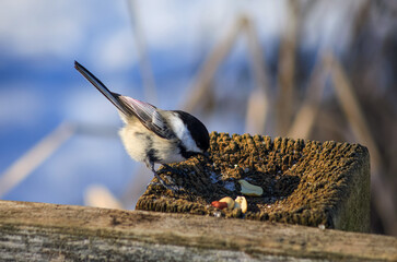 Black-capped chickadee foraging for food on a rustic wooden bird feeder in winter © Claudia