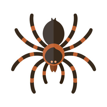 Flat 2D illustration of Tarantula, clean vector illustration style, isolated on a white background.