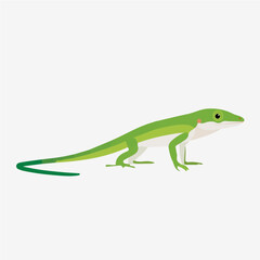 Fototapeta premium Anole, simple flat 2D artwork with minimal details, isolated on a white background.