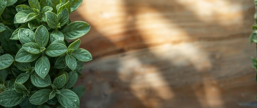 Green Herb Leaves with Water Droplets on Wooden Surface in Natural Light
