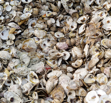 Bin filled with restaurant clam and oyster shells