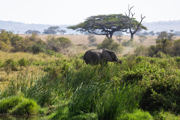 Arusha, Tanzania - 13 June 2026 - Elehant in the Serengeti National Park © eyeworld