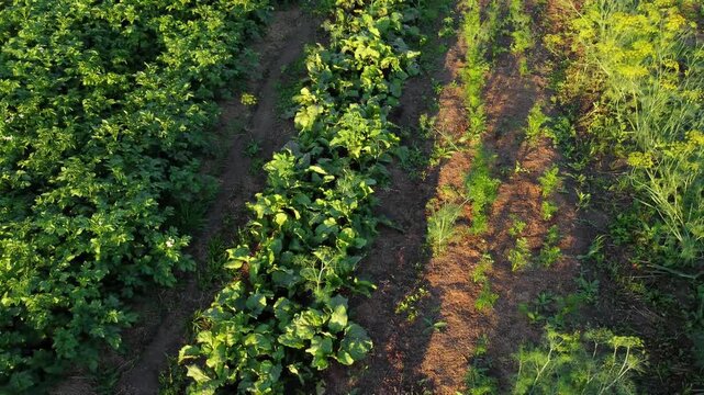 Drone flying over vegetable rows, farming agriculture concept, crop care and harvesting

