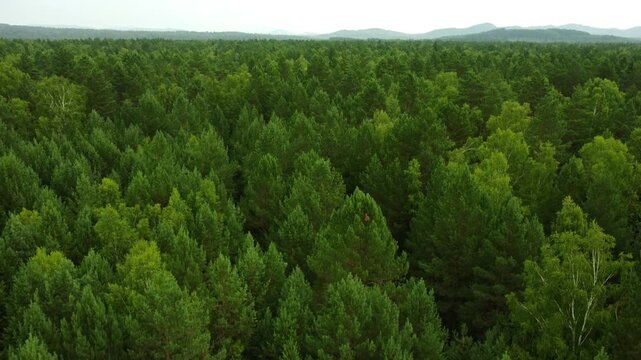 Drone aerial view of coniferous taiga forest in summer, evergreen woodland from above

