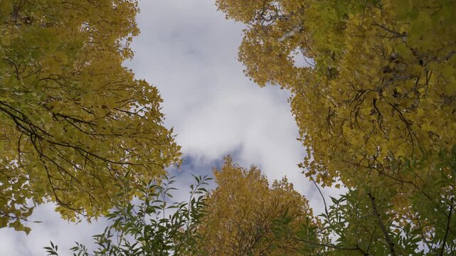 Low angle view looking up at yellow autumn foliage of trees against a cloudy sky, capturing the seasonal change in a forest setting.