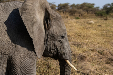 Arusha, Tanzania - 13 June 2026 - Elehant in the Serengeti National Park © eyeworld