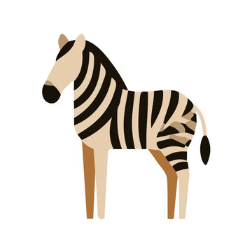 Zebra, flat 2D graphic illustration in a modern minimal style, isolated on a white background.