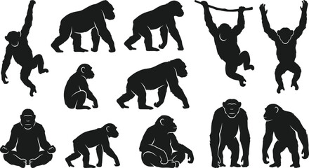 Primate collection including gorilla chimpanzee and orangutan silhouettes, wild monkey poses, jungle animal icons, exotic wildlife nature set, isolated apes. © MstSumi