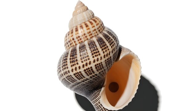 Beautiful long spiral conical sea shell showing natural texture with shadow cut out isolated on white background. AI Generated.
