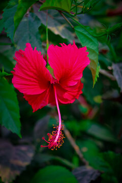 Jawa Flower  