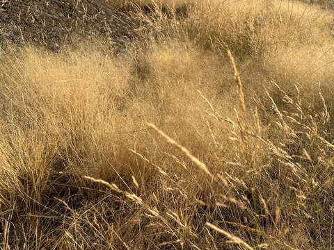 Gros plan sur une prairie jaunie par la chaleur estivale et la s&eacute;cheresse