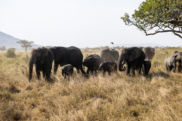 Arusha, Tanzania - 13 June 2026 - Elehant in the Serengeti National Park © eyeworld