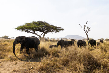 Arusha, Tanzania - 13 June 2026 - Elehant in the Serengeti National Park © eyeworld