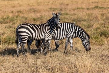 Obraz premium Arusha, Tanzania - 11 July 2026 - zebras in the Serengeti National Park
