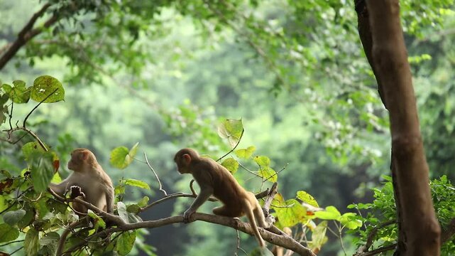 Monkeys on Tree