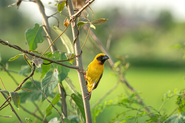 Fototapeta premium A cute wild golden weaver bird with a black beak sitting on a tree branch in its natural tropical environment during daylight. Animal living in nature portrait.