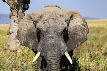 Arusha, Tanzania - 13 June 2026 - Elehant in the Serengeti National Park © eyeworld